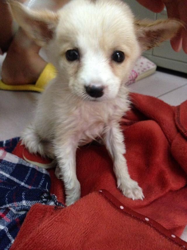 豆柴小犬免费观看完整版:有什么办法可以防止狗狗患上细小？ 豆柴小犬的电影
