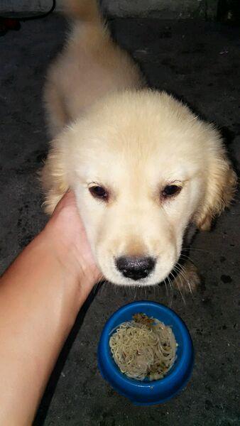 豆柴小犬免费观看完整版:有什么办法可以防止狗狗患上细小？ 豆柴小犬的电影
