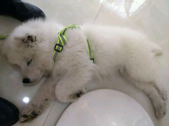 豆柴小犬免费观看完整版:有什么办法可以防止狗狗患上细小？ 豆柴小犬的电影