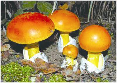 野生蘑菇究竟有多毒，在野外发现菌类，怎样判断能不能吃？