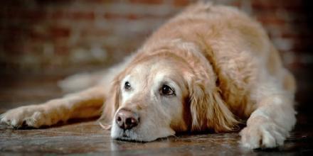 盛来知老年犬粮:盛来知老年犬粮怎么样 给老年犬选狗粮时，粗蛋白对狗狗有坏处么？