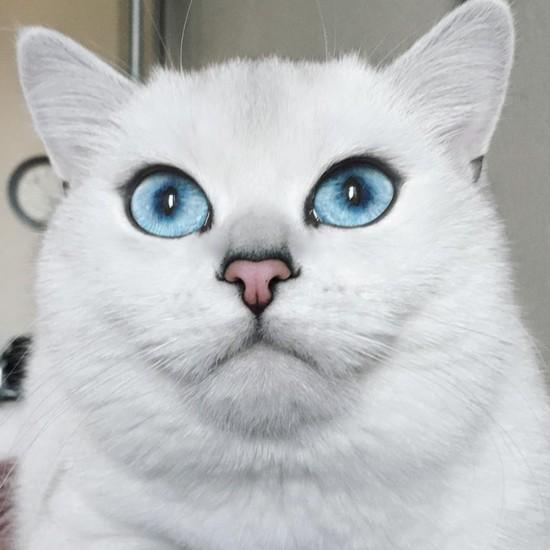 世界猫咪品种介绍:世界上的四大名猫是什么猫？为什么？