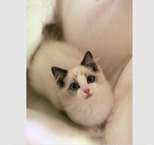 世界猫咪品种介绍:世界上的四大名猫是什么猫？为什么？