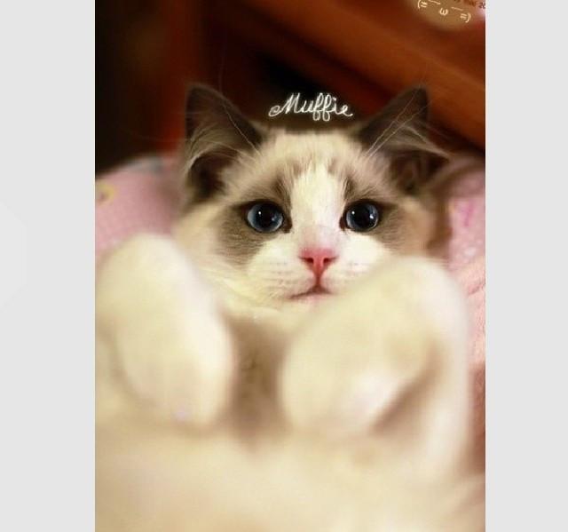 世界猫咪品种介绍:世界上的四大名猫是什么猫？为什么？