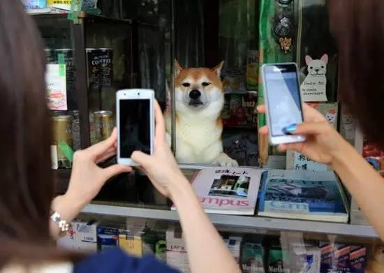 美系秋田犬和日系区别:秋田犬和柴犬有什么区别？