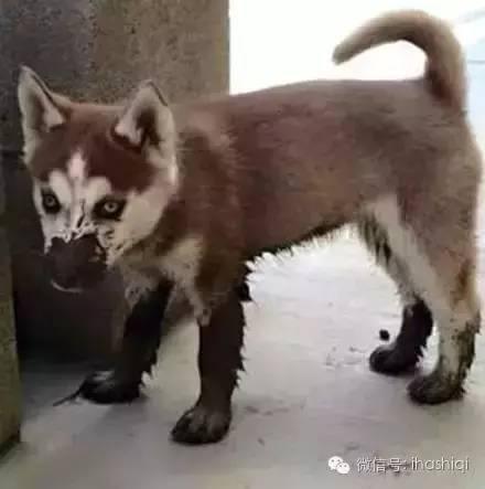 下雨天怎么遛狗，为什么说下雨千万别出去遛狗