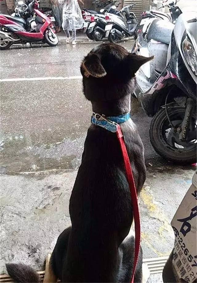 下雨天怎么遛狗，为什么说下雨千万别出去遛狗