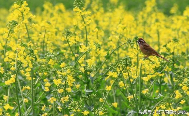 知道哪首关于油菜花的诗？
