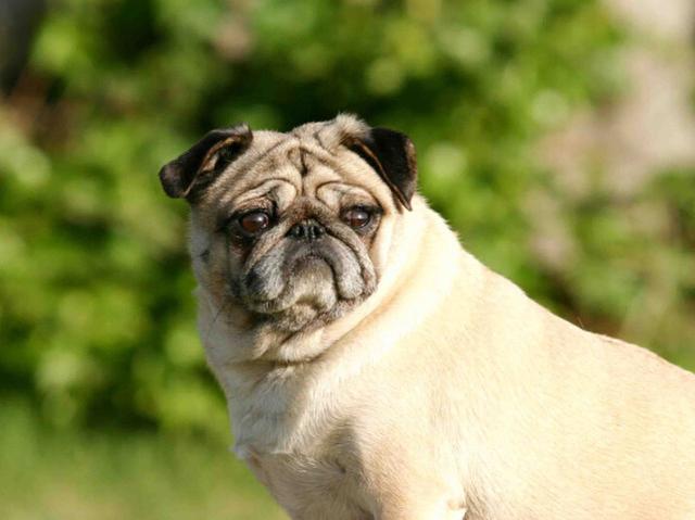 熊皮沙皮犬是什么品种:巴哥和沙皮犬有什么区别吗？ 沙皮犬有几种品种