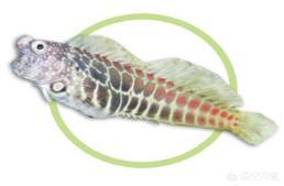 头条问答 斑节鳚鱼是草食性鱼类吗 鱼棠观赏鱼的回答 0赞