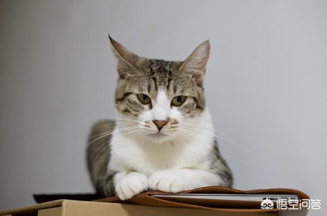 小野猫你别逃:请问卡地亚珠宝钻戒有什么特别的款式好看？