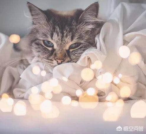 头条问答- 小猫走路晃晃悠悠地是得脑血栓了吗？(11个回答)