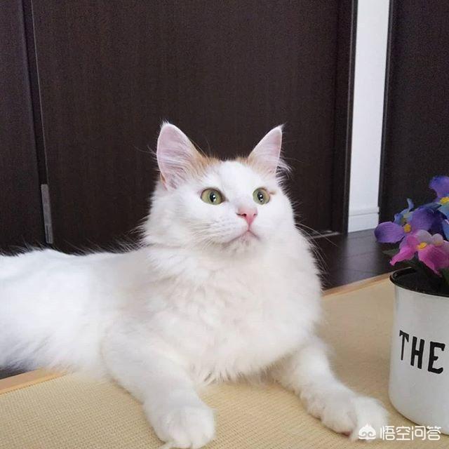 猫最佳喂食时间:喂食猫咪的正确频率是什么？