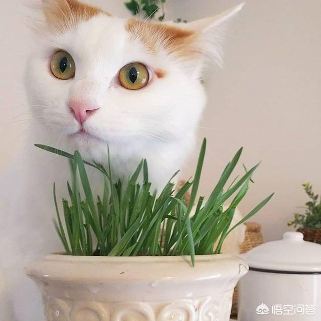 猫最佳喂食时间:喂食猫咪的正确频率是什么？