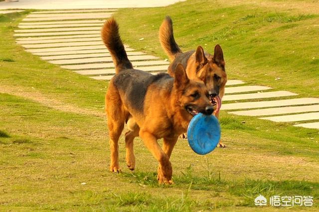 小德国牧羊犬训练视频:德牧怎么养才能让它最厉害，最自信？