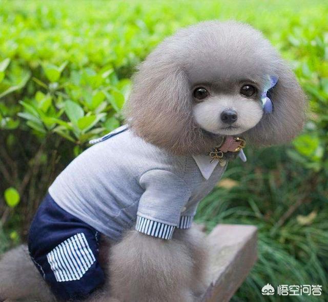 一个月的小土狗有跳蚤:狗狗身上有跳蚤，家里有宝宝该怎么清除狗狗身上的跳蚤？