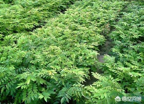 一般的黄花梨树籽,仅适合用于园林景观树的育种,作常规经济林木栽培