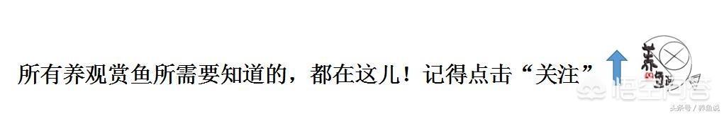 黄曼龙繁殖:哪些热带鱼是通过产籽繁衍的？