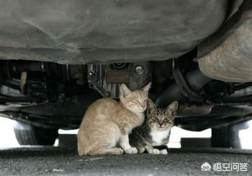 流浪狗和流浪猫好句子:看到街上的流浪猫流浪狗，你想到了什么？ 流浪狗和流浪猫好词好句摘抄