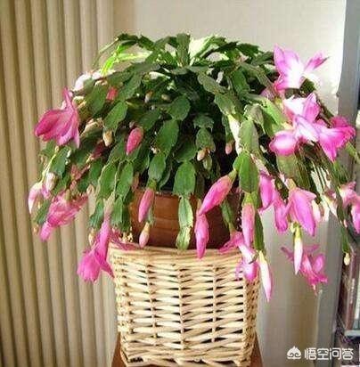 野生蟹爪兰图片:为什么要将蟹爪兰嫁接仙人掌上？