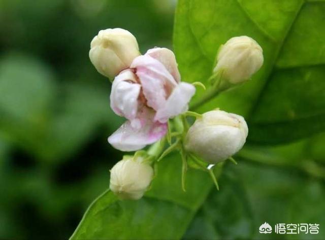 鸳鸯茉莉,茉莉花和双色茉莉哪个好养？