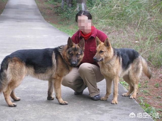 广西玉林荔枝狗肉节搞笑视频:全国禁食狗肉对玉林的影响有多大？玉林狗肉节还能举办下去吗？