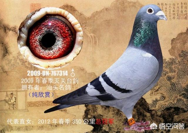 最快速的信鸽眼砂图片:鸽子眼砂好坏的如何鉴别？如何从眼砂鉴别一羽赛鸽的快慢？