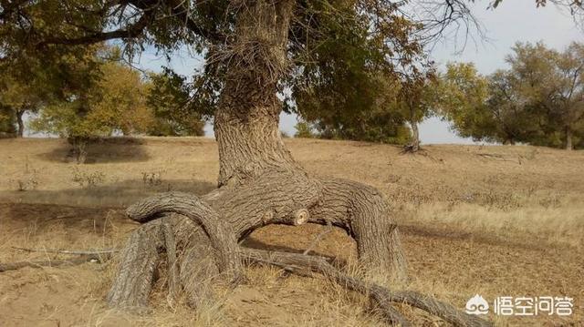 算盘子根是什么东西，农村常见的榆树根有什么作用