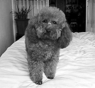 介绍贵妇人犬:宠物数量排行榜第一的泰迪狗，为何如此受欢迎？
