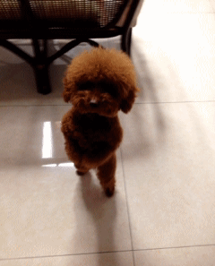 介绍贵妇人犬:宠物数量排行榜第一的泰迪狗，为何如此受欢迎？