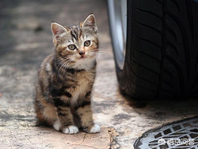 野猫的城市:城市里的流浪猫靠什么生存？