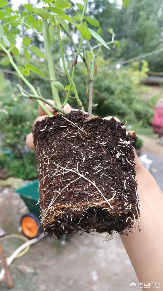秋天月季花栽培方法如下:盆栽月季奥绿如何使用，一次用多少？