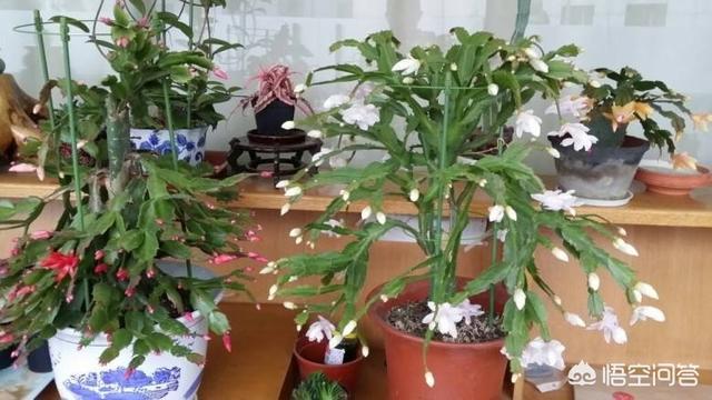 野生蟹爪兰图片:为什么要将蟹爪兰嫁接仙人掌上？