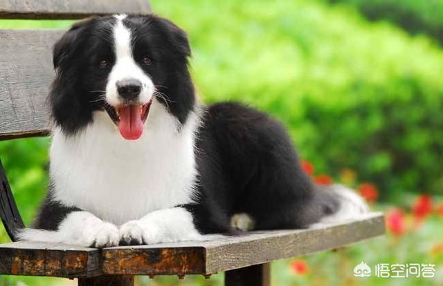 边境牧羊犬的性格特点是什么:边境牧羊犬的哪些坏习惯是不能被人们所接受的？