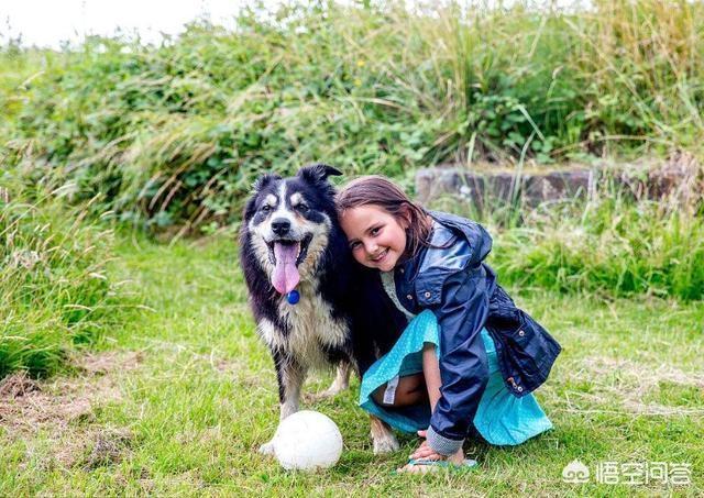 边境牧羊犬的性格特点是什么:边境牧羊犬的哪些坏习惯是不能被人们所接受的？