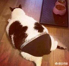 猫咪血尿可自己好么: 猫咪尿结石需要调理多长时间？