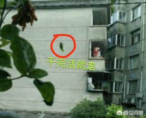 邓紫棋吃虫子:花被虫子啃了，该怎么办？