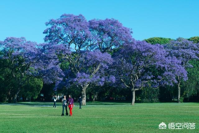 蓝花楹报价:蓝花楹树价格 专业种植蓝花楹前景如何？