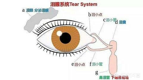 新生儿眼屎多:新生儿总是眼湿湿的，而且有很多眼屎，是什么原因？
