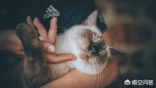 哪种猫容易有泪痕:七个月的猫有泪痕，该怎么办？