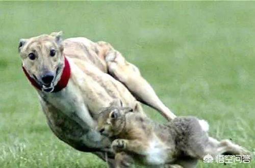 赶兔子是惠比特犬好还是灵蹄犬好:想买两只可以打猎的狗狗，哪种比较合适？ 惠比特犬抓兔子公的好还是母的好