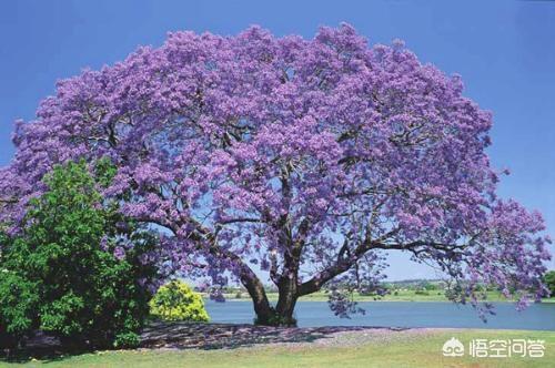 蓝花楹报价:蓝花楹树价格 专业种植蓝花楹前景如何？