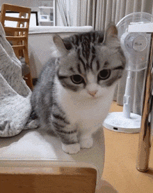 楠楠猫言猫语高清大图:今天的社会，养狗养猫，主人自称是狗妈猫妈，正常吗？