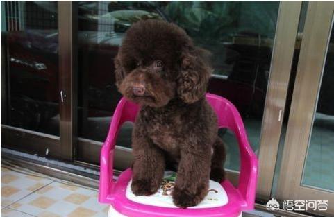 介绍贵妇人犬:宠物数量排行榜第一的泰迪狗，为何如此受欢迎？