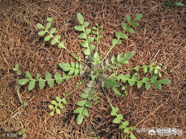 头条问答 秋天到了 农村有哪些野菜野果可以吃 泥糖小丫的回答 0赞