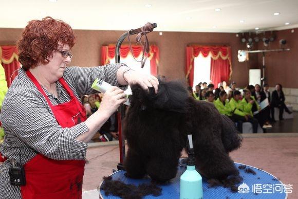 广州宠物美容师培训学费:在广州学习宠物美容贵吗？