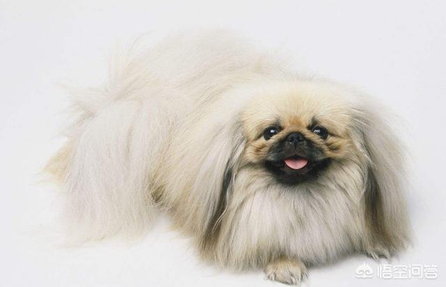 关于宠物狗的种类:除了中华田园犬，中国还有多少种狗狗？你最喜欢哪种？ 宠物狗的种类有哪些