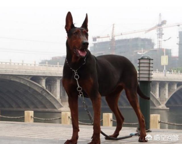 关于宠物狗的种类:除了中华田园犬，中国还有多少种狗狗？你最喜欢哪种？ 宠物狗的种类有哪些