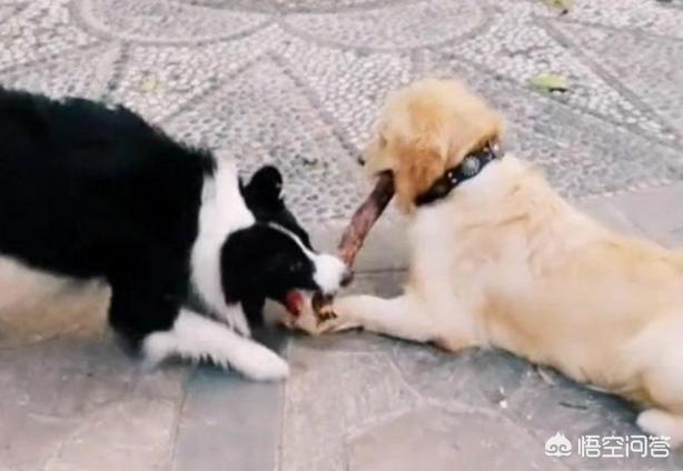英国激飞猎犬和边牧:边境牧羊犬与其他狗狗相比，有什么优势？