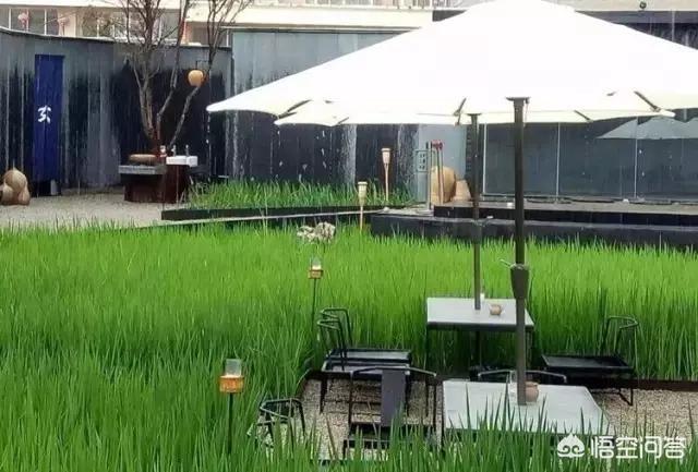 以“稻田”为主题的民宿客栈有哪些推荐